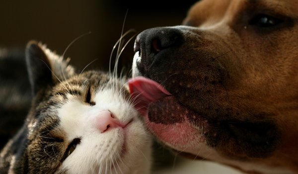Обои на рабочий стол: дружба, животные, кошка, любвь, поцелуй, собака, язык