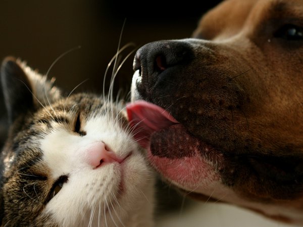 дружба, животные, кошка, любвь, поцелуй, собака, язык