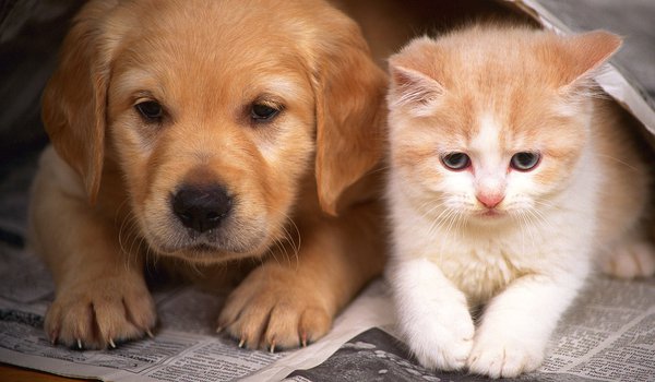 Обои на рабочий стол: дружба, котенок, кошка, собака, щенок