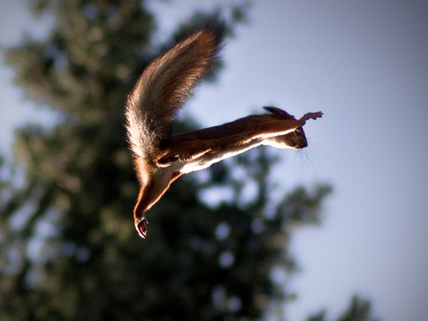 squirrel, белка, полет, прыжок