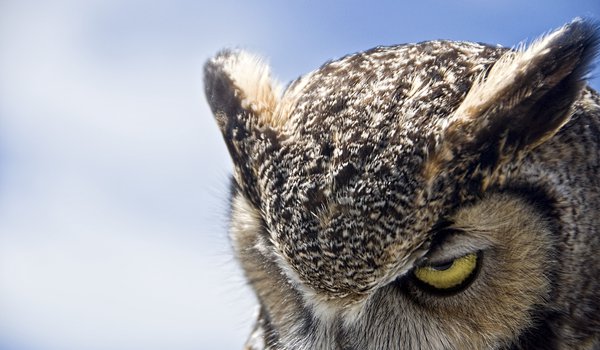 Обои на рабочий стол: great horned owl, сова, хмурая