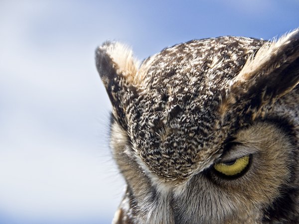 great horned owl, сова, хмурая