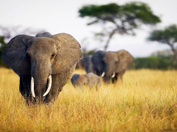 animal, photo, природа, саванна, слоны