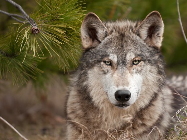 wolf, волк, суровый взгляд, хищник