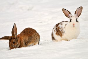 Обои на рабочий стол: two rabbits in the snow, животные, кролики, снег