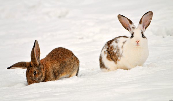 Обои на рабочий стол: two rabbits in the snow, животные, кролики, снег