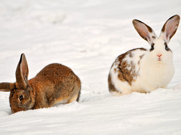 two rabbits in the snow, животные, кролики, снег