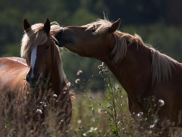 кони, лето, трава