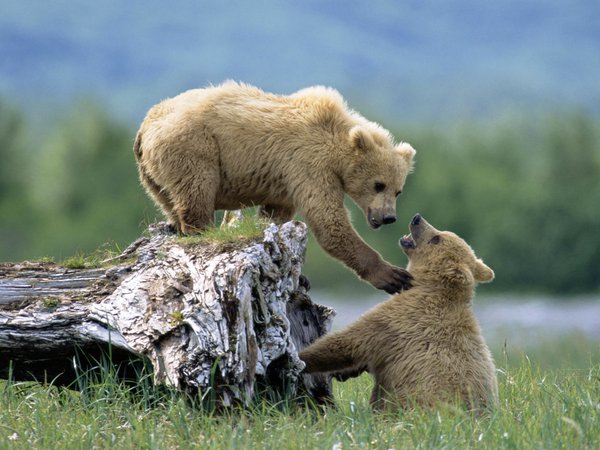 дикая природа, животные, медведи, медведь, медвежата, трава