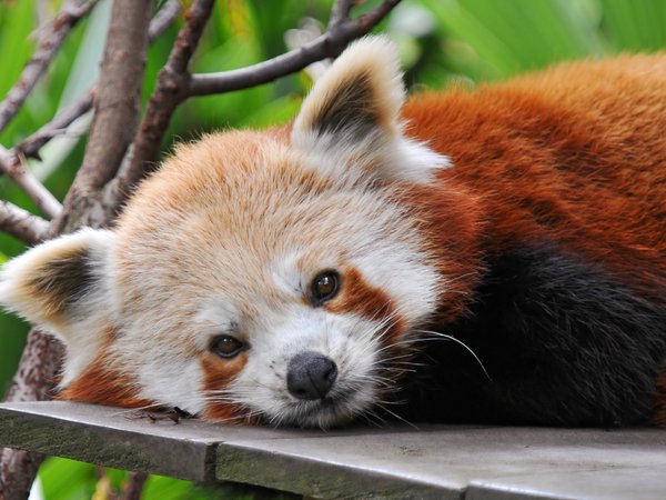 firefox, красная панда, смотрит