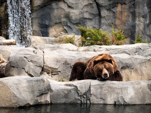 вода, зоопарк, камни, медведь, отдыхает, растение, спит