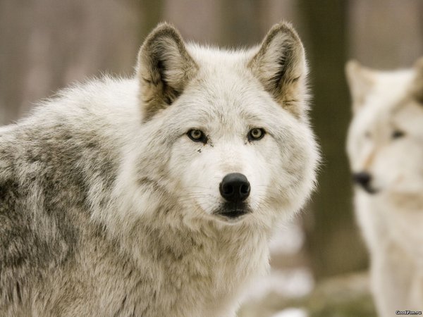белый, волк, настороженный