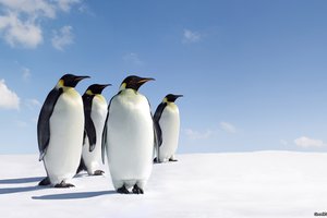 Обои на рабочий стол: лед, пингвины, стоят