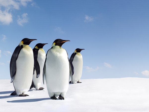 лед, пингвины, стоят