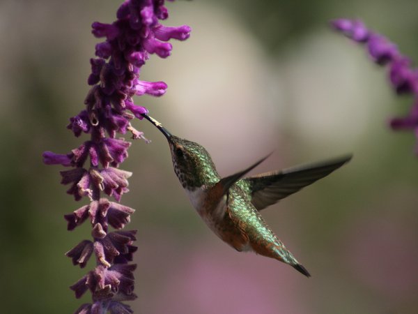 beautiful bird wallpapers, humming bird, колибри, красивая, крылышки, нектар, полет, птичка, цветы