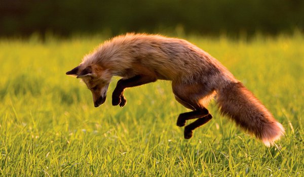 Обои на рабочий стол: лиса, лисица, охота, прыжок