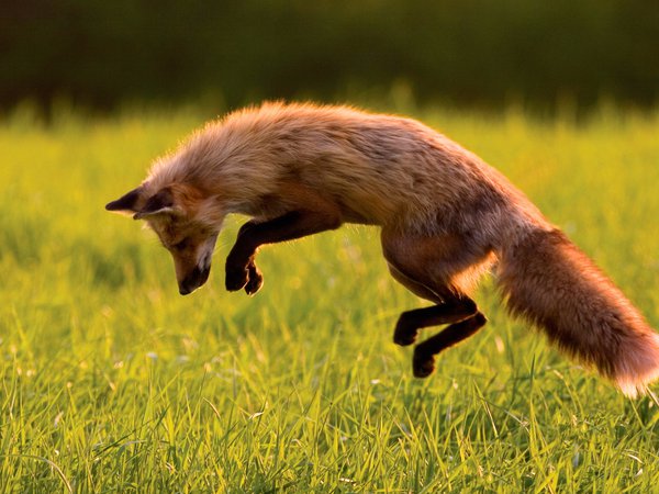 лиса, лисица, охота, прыжок