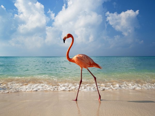 animals, вода, животные, море, облака, пейзаж, пляж, природа, птицы, фламинго