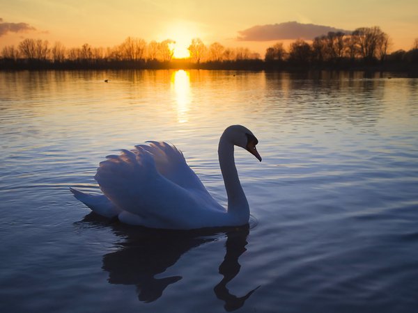 лебедь, озеро, птица, романтика, солнце