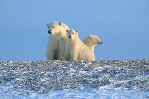 Обои на рабочий стол: арктика, белые медведи, север