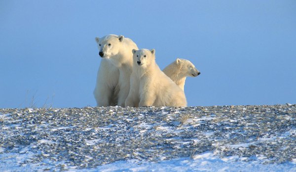 Обои на рабочий стол: арктика, белые медведи, север
