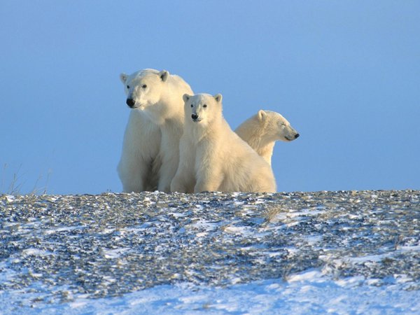 арктика, белые медведи, север