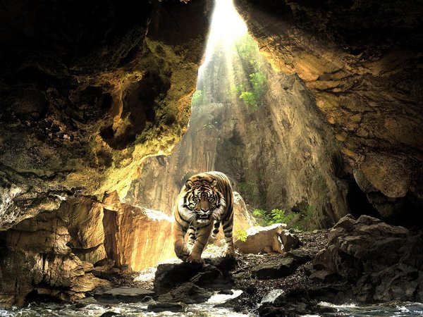 вода, камни, солнце, тигр