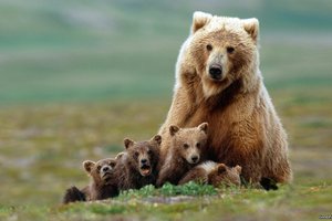 Обои на рабочий стол: гризли, медведи, медведица, медвежата, семья