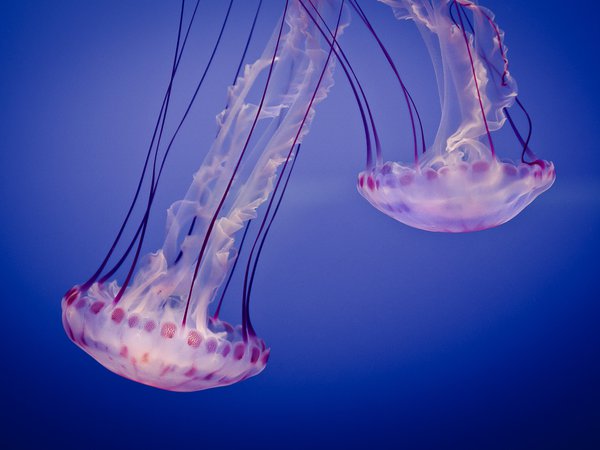 jelly, аквариум, медузы