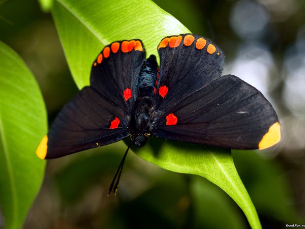 бабочка, большая, листва, чёрная