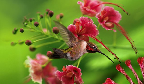 Обои на рабочий стол: колибри, птица, цветы