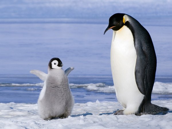 антарктика, детеныш, пингвины, птенец, семья