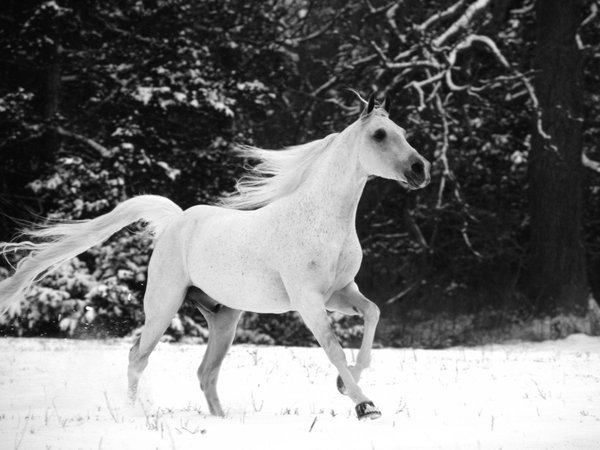 horse, грива, конь, лошади, лошадь, снег, хвост, чёрно-белое фото