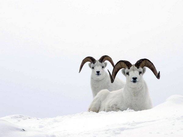 mountain ram, sheep, белый, горный баран, снег