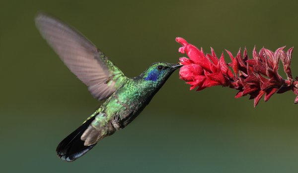 Обои на рабочий стол: bird, hummingbird, колибри, макро, птица, цветок