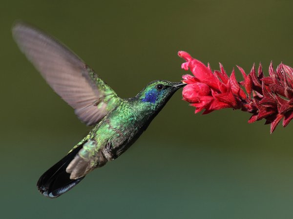 bird, hummingbird, колибри, макро, птица, цветок