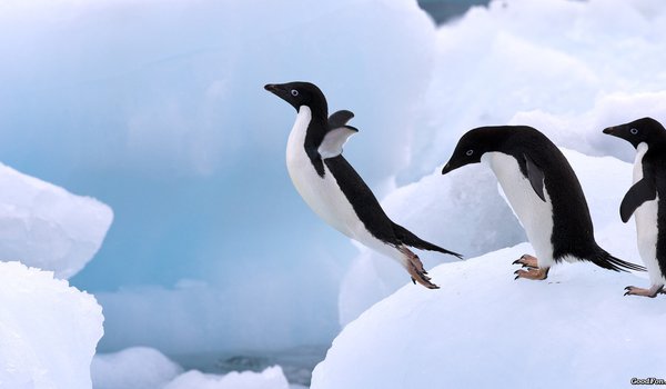 Обои на рабочий стол: лед, пингвин, прыжок