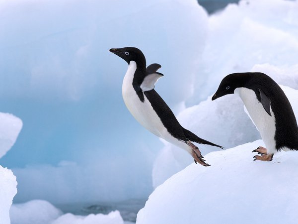 лед, пингвин, прыжок