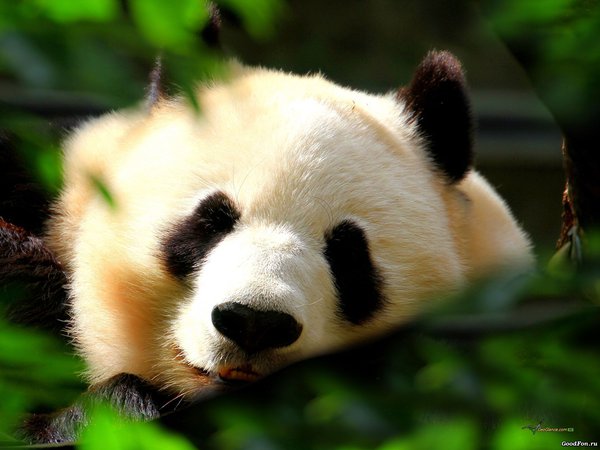 белый, листва, панда, спит, черный