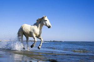 Обои на рабочий стол: берег, вода, конь, лошадь, море