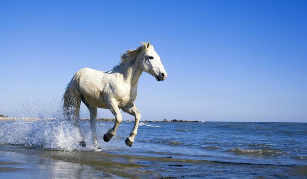 Обои на рабочий стол: берег, вода, конь, лошадь, море
