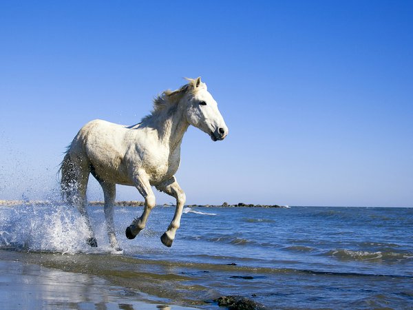 берег, вода, конь, лошадь, море
