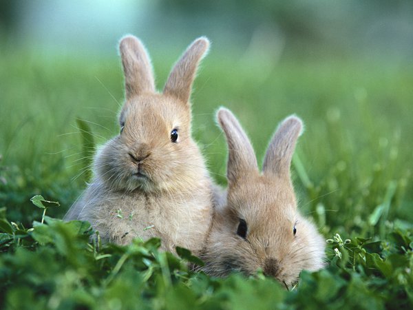 кролики, поляна, трава