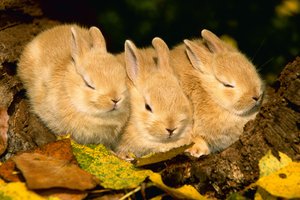 Обои на рабочий стол: rabbit, животные, кролики, листва, осень