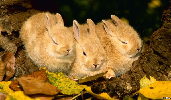 Обои на рабочий стол: rabbit, животные, кролики, листва, осень