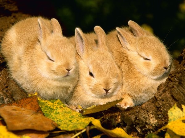 rabbit, животные, кролики, листва, осень