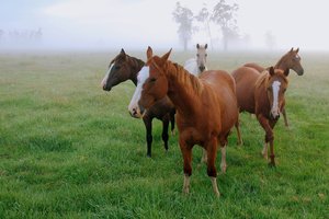 Обои на рабочий стол: лошади, поле, трава, туман, утро