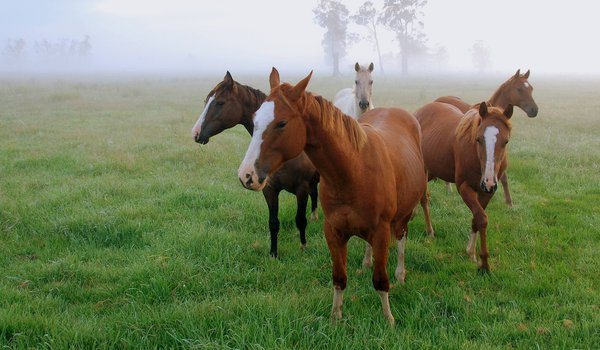 Обои на рабочий стол: лошади, поле, трава, туман, утро