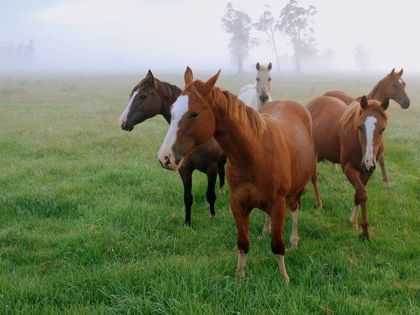 лошади, поле, трава, туман, утро
