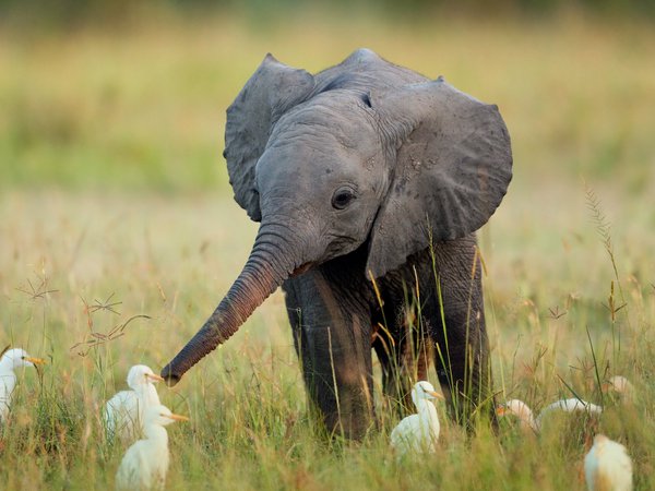африка, птицы, слон, слоненок, трава